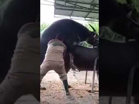 Video: Bilakah lembu kasturi keluar?