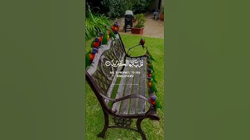 سورة الكافرون | القارئ خالد الجليل قرآن كريم حالات واتس اب دينية 🌱🕊