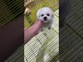 ⚠️ OMG! So Cute Dogs/Puppies - Best Funny Dog Videos 2021 ||| Amazing Dog Videos #Shorts