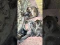 母ザルが小さな子ザルを優しく見守る🐒💖 愛情いっぱいの瞬間
