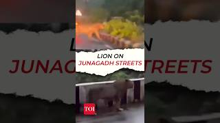 Watch: Majestic lion walks casually on Junagadh streets | Gujarat floods