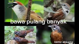 pikat burung tepus jitu suara pikat anti zonk suara jernih video/mp3
