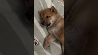 Shiba Inu Cuteness Overload 🐕💖#animalshorts #cute #love