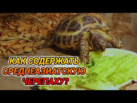 Видео: Среднеазиатская черепаха - уход и содержание. Сухопутная черепаха дома