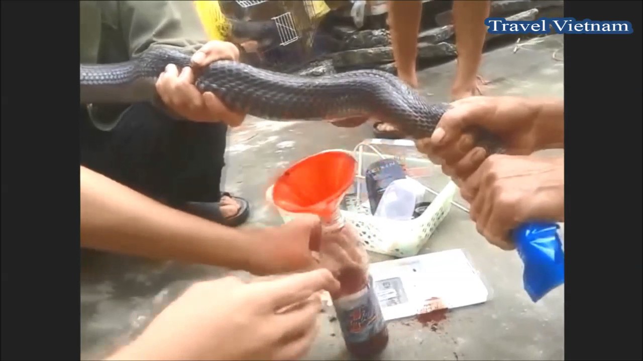 How To Cook King Cobra Drinking Snake Blood Cooking Snake King Cobra