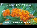 Complete Guide to Butterfly Weed - Grow and Care, Asclepias tuberosa