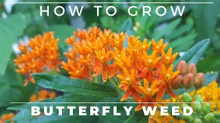 Complete Guide to Butterfly Weed  Grow and Care, Asclepias tuberosa