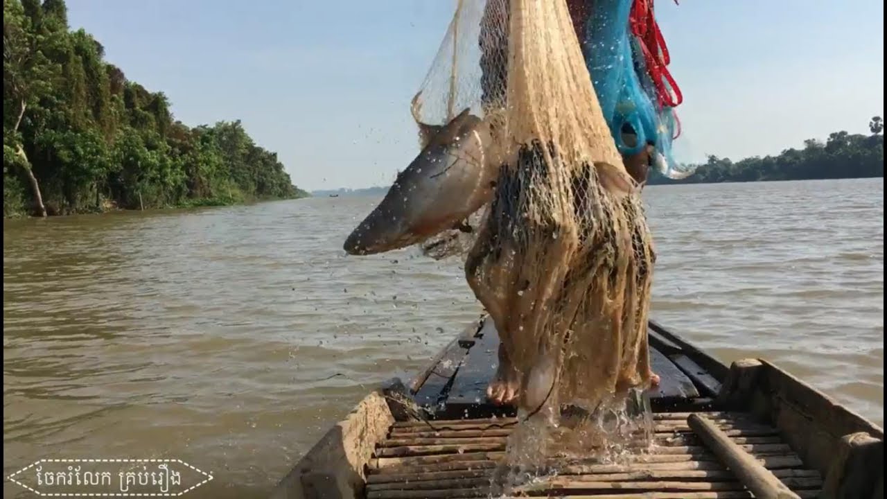 Traditional fishing with beautiful view / big fish / river fish ...