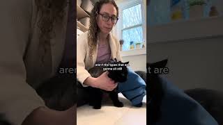 Calm & Cozy Cat Wrap vs. Amazon Knockoffs