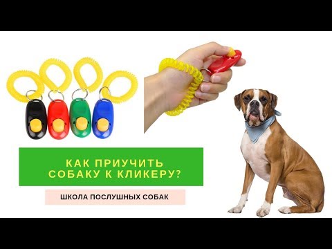 Как приучить собаку к кликеру?