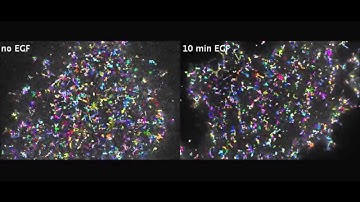 Single Particle Tracking Reveals that EGFR Signaling Activity Is Amplified in Clathrin-Coated Pits