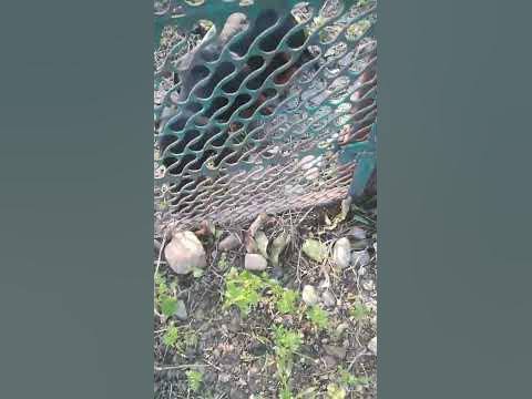 Травоядная получается - YouTube