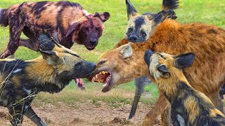كانت الكلاب البرية والضباع تقاتل من أجل الفريسة عندما تعرضت فجأة لهجوم من قبل ثعابين كينية خطيرة