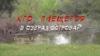 Кто плещется в озере около базы Волжская на о. Кабаний?