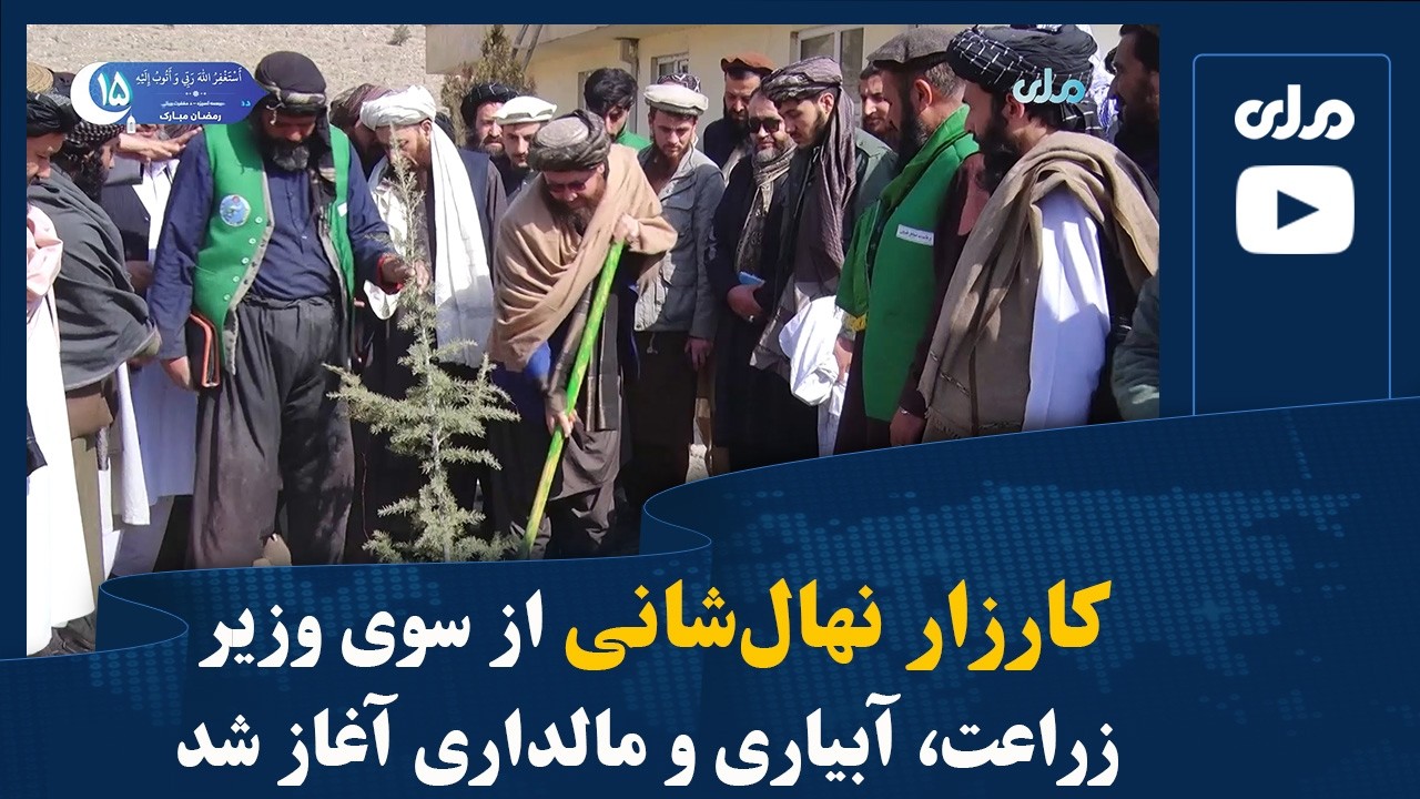 کارزار نهال‌شانی از سوی وزیر زراعت، آبیاری و مالداری آغاز شد