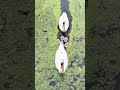 Gorgeous Swan Family Swims Through Stream 😍