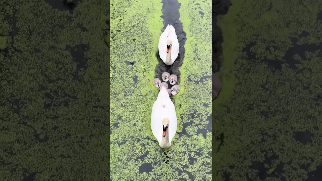 Gorgeous Swan Family Swims Through Stream 😍