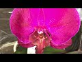Завоз сортовых орхидей в Экофлору 18 мая 2020 г. Лас Вегас, Фантом, Синголо, Пиноккио,  Камбрии ..