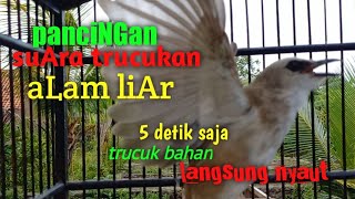 suara paNcingan trucukan di alam liar..trucuk bahan langsung nyaut nyambar