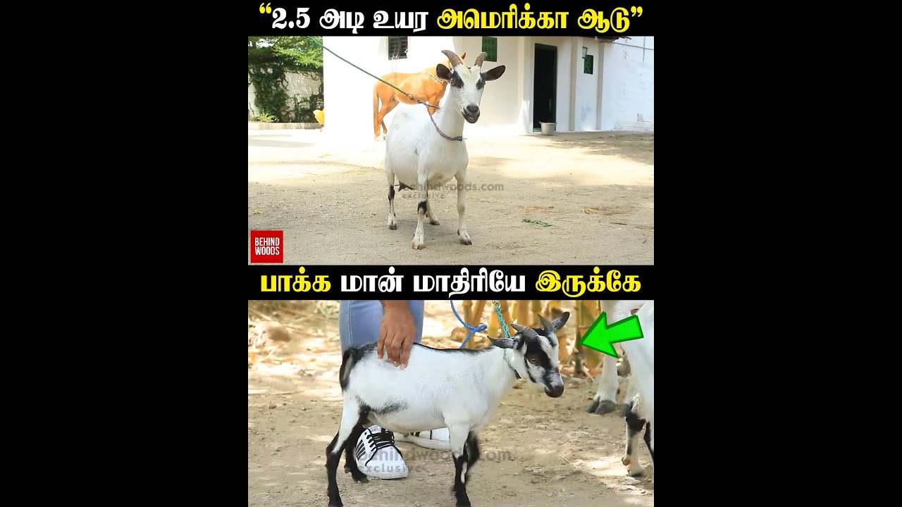 எவ்ளோ குட்டியா இருக்கோ அவ்ளோ விலை அதிகம்..!