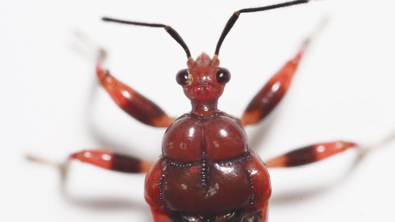 未開封品★痴虫★プラカブメス★ワンノッカー★チャブレインボー★チムシ This stink bug makes a devilish noise that's so scary! - YouTube