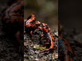 Огненная саламандра: скрытая жизнь древнего леса. Глобариум #факты #наука #животные #shorts