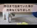 【13才♂コッカープー】突然昨日まで出来ていたことが出来なくなりました My Cockapoo Suddenly Lost His Abilities
