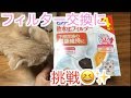 【エルくん】給水器のフィルターを交換してみた【スコティッシュフォールド】