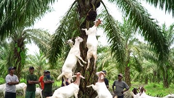 Goats Climbing Palm Trees for Fruits – Unbelievable Scene! 🌴🐐#ai #new #news #funny