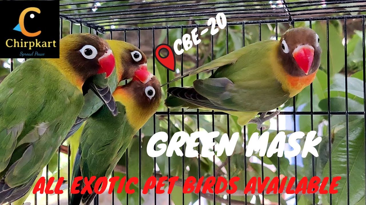 Green Mask ll African Love Birds ll Chirpkart ll Coimbatore YouTube