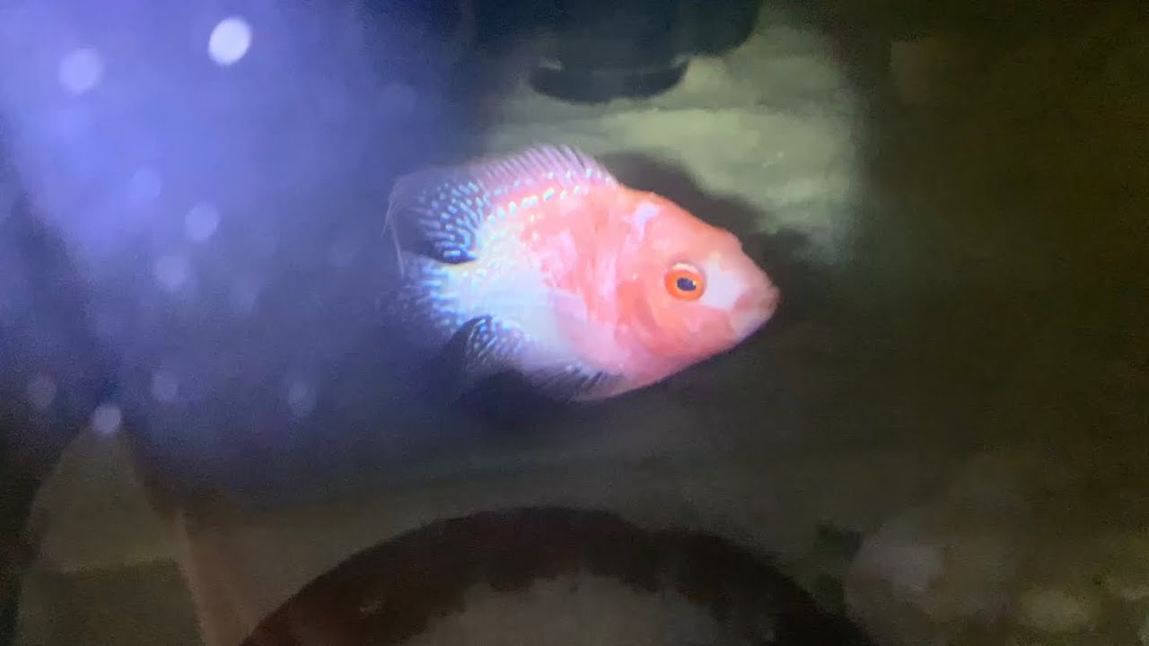 Flowerhorn breeding SRD Pink flowerhorn YouTube