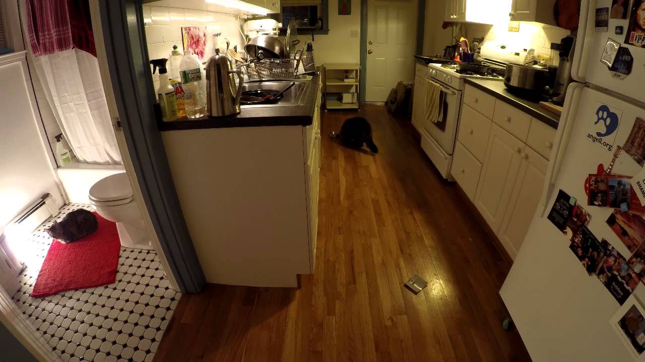 Kitty Time Lapse YouTube