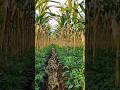 How Japanese Farmers Grow 2 Crops In 1 Field! 🌽 🌶️ 😳 #shortsvideo