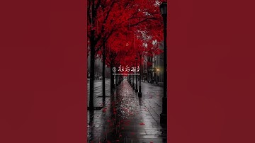 سورة الاخلاص تعدل ثلث القرآن ❤️‍🩹🎧 القارئ مشاري راشد العفاسي