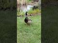 ExploreNature|Mallard🦆#canada #shorts #pondlife #shortsfeed #duck #springvibes