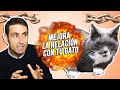 Trucos para reforzar el VÍNCULO con tu GATO y que se sienta MÁS SEGURO contigo y con MENOS ESTRÉS