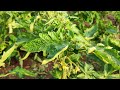 Coltivazione Pomodoro Costoluto Invernale | Agricoltura Live Twitch 30/1/22