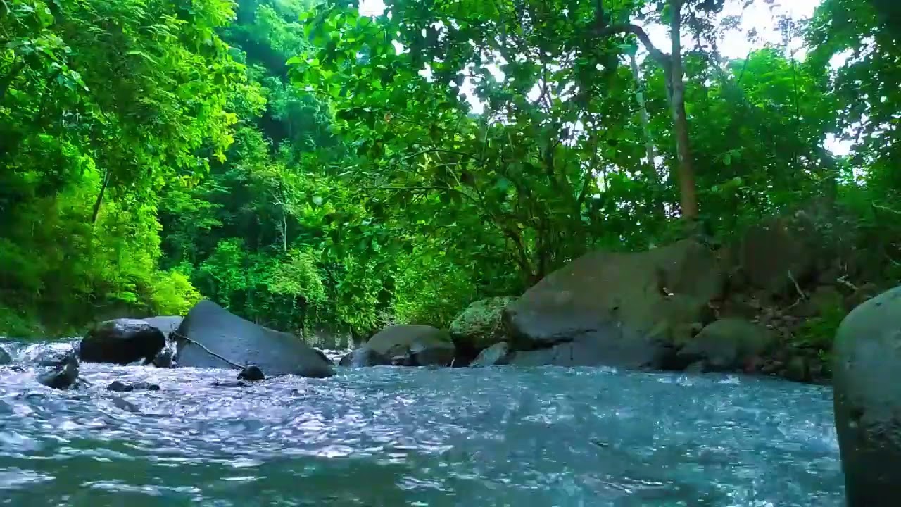 Gentle Stream in the Woods – Nature River Sounds for Relaxation