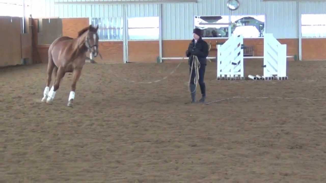 pursi lunging over jumps 1 YouTube