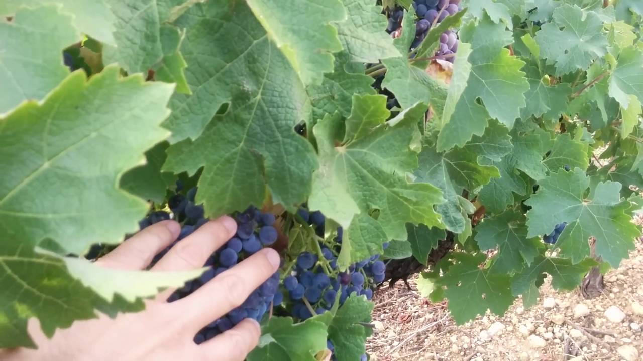 Estrategias De Riego En La Maduracion De La Uva Youtube