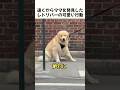 遠くからママを発見したレトリバーの可愛い行動 #犬 #動物