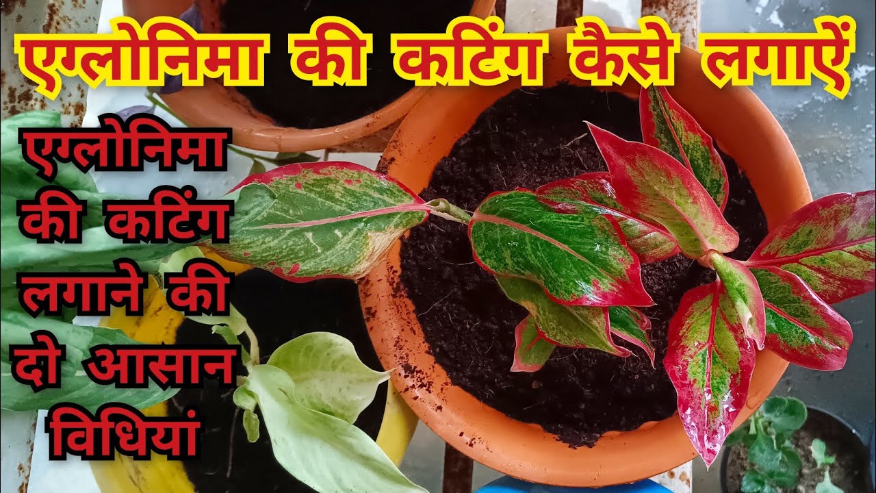 2 आसान विधियां aglaonema की कटिंग लगाने का | aglaonema plant cuttings propagation 