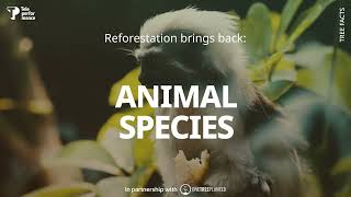 Tp For One Tree Planted - Dumagat And Alta Indigenous Communities