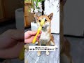 暑くて犬の毛がダウンジャケットみたいに厚い、熱がこもって虫も寄ってくる!このもつれ解きブラシでひと梳き、刈らなくても涼しくなる! #犬のブラシ #抜け毛対策 #夏対策 #マダニ対策 #犬のいる生活