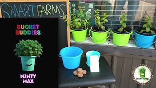 MINTY MAX Grow Kits ( Bucket Buddies)
