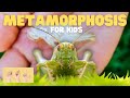 Metamorphosis in Insects and Amphibians