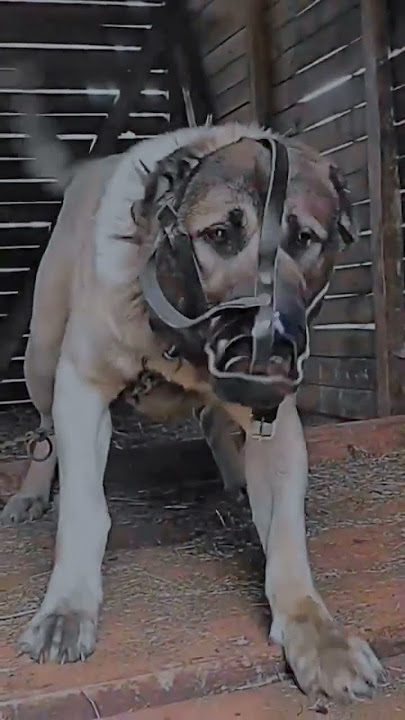 CaneCorso vs Kangal vs Alabai #dog #americanbully #pitbullegatos #dogbreed #dragonspitkennel #pit