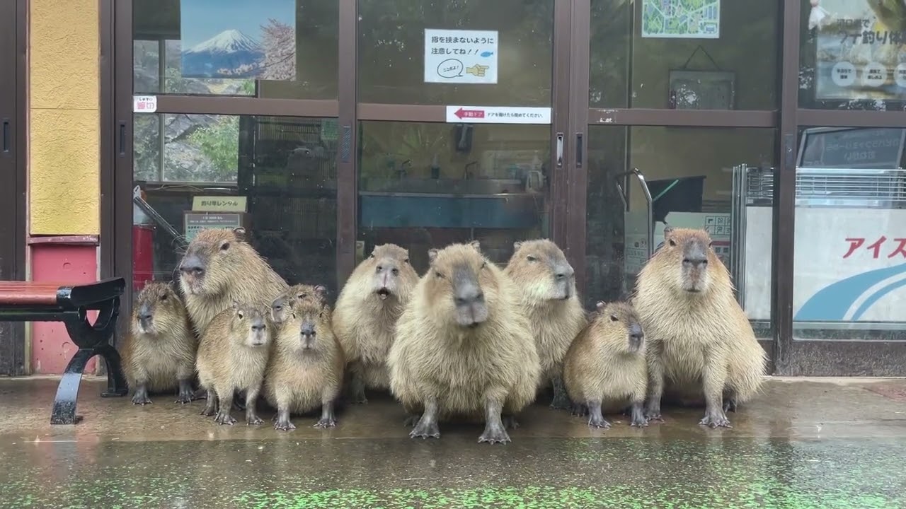 歌おう！ニッシンボー 「カピバラ」篇 - YouTube