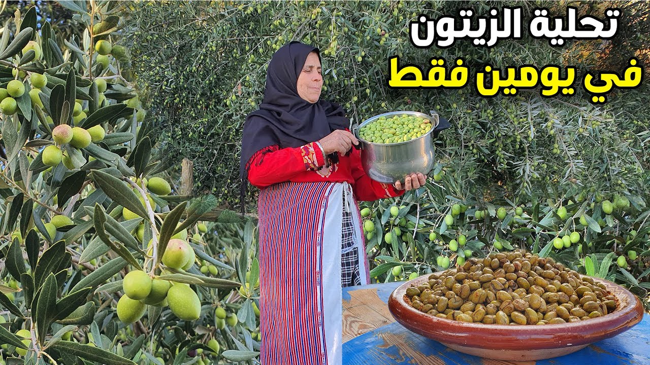 جني الزيتون الأخضر وتحليته في يومين فقط بطريقة طبيعية بدون أي مواد حافظة