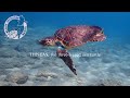 THISEAS, the three-legged sea turtle